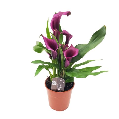 Cala Zantedeschia mica, plantă cu flori elegante