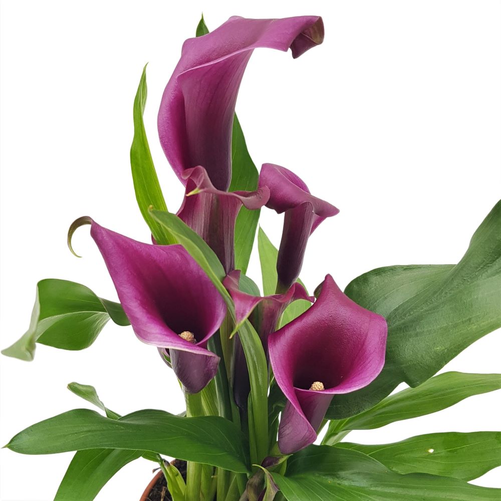 Cala - Zantedeschia mica Cala - Zantedeschia mica