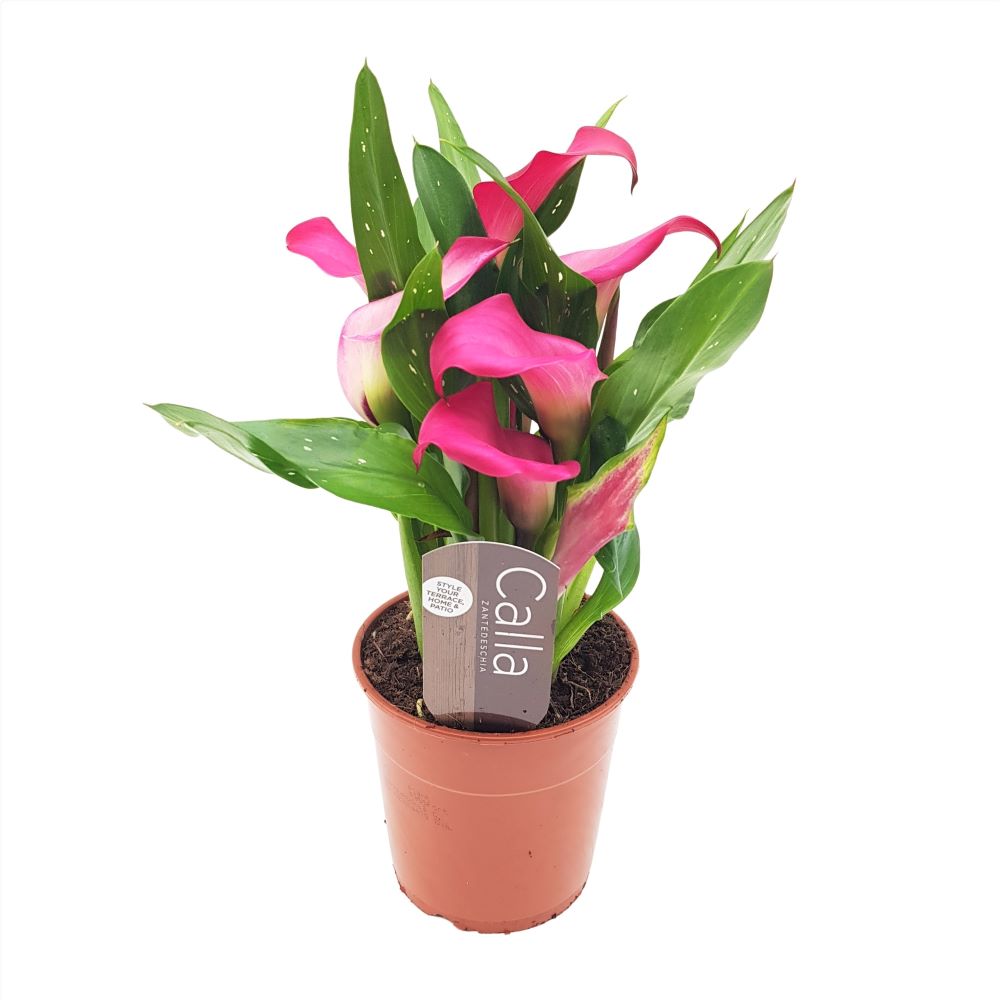 Cala - Zantedeschia mica Cala - Zantedeschia mica