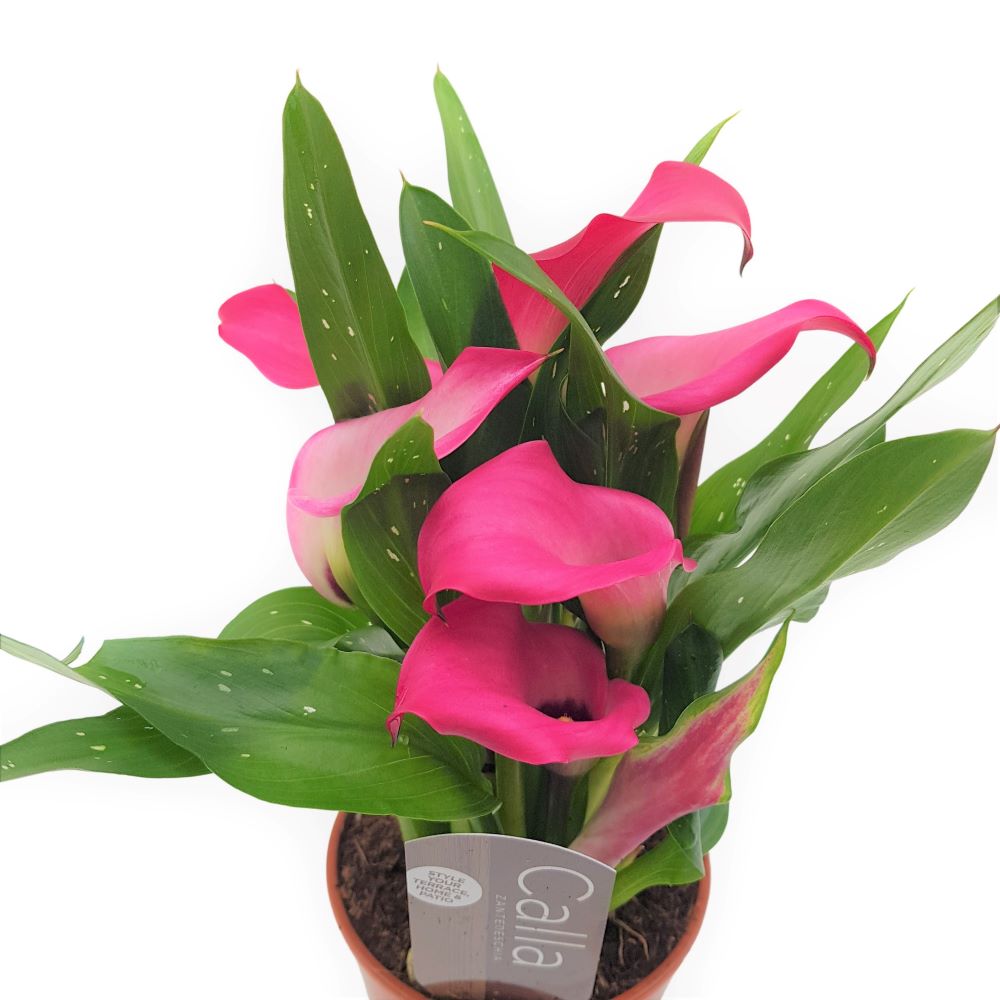 Cala - Zantedeschia mica Cala - Zantedeschia mica
