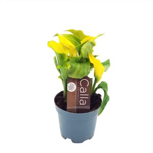 Cala - Zantedeschia mica