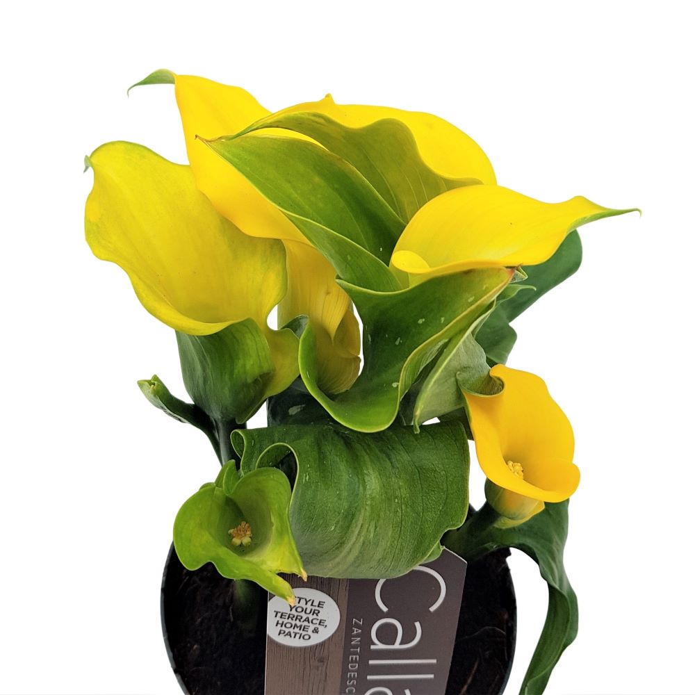 Cala - Zantedeschia mica Cala - Zantedeschia mica