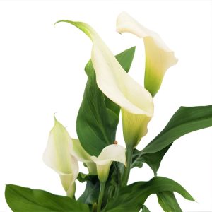 Cala - Zantedeschia mica