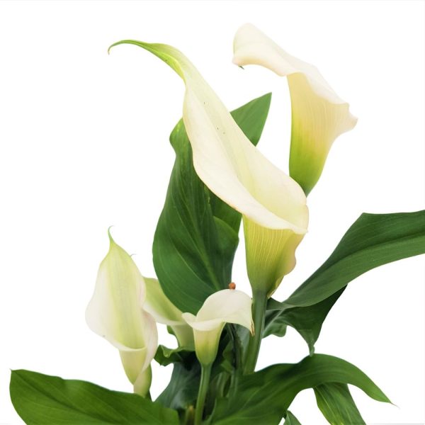 Cala - Zantedeschia mica