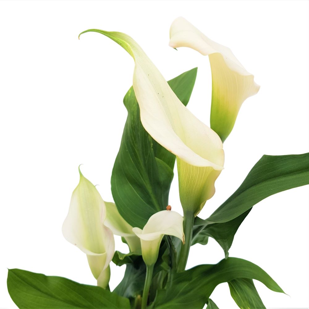 Cala - Zantedeschia mica Cala - Zantedeschia mica