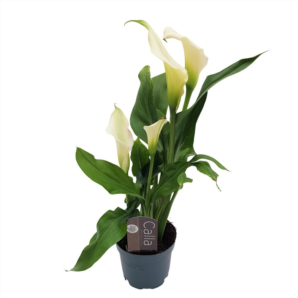 Cala - Zantedeschia mica Cala - Zantedeschia mica