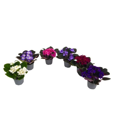 Violete africane, Saintpaulia de Parma, plantă cu flori catifelate