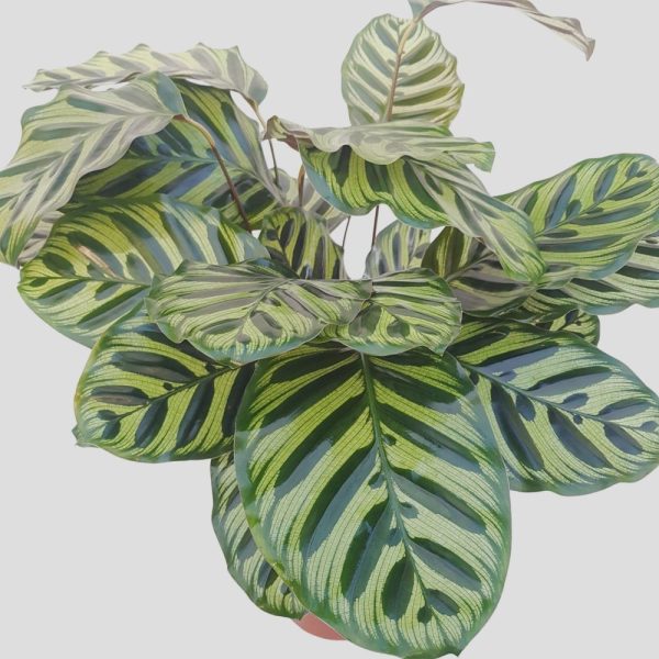 Calathea extra mix