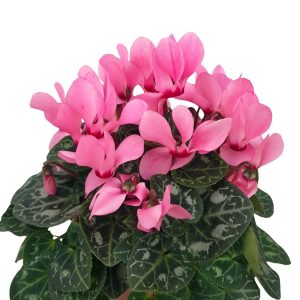 Cyclamen D 10 cm - Violeta de Alpi