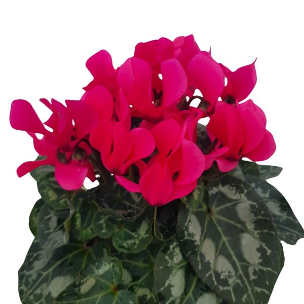 Cyclamen D 10 cm - Violeta de Alpi