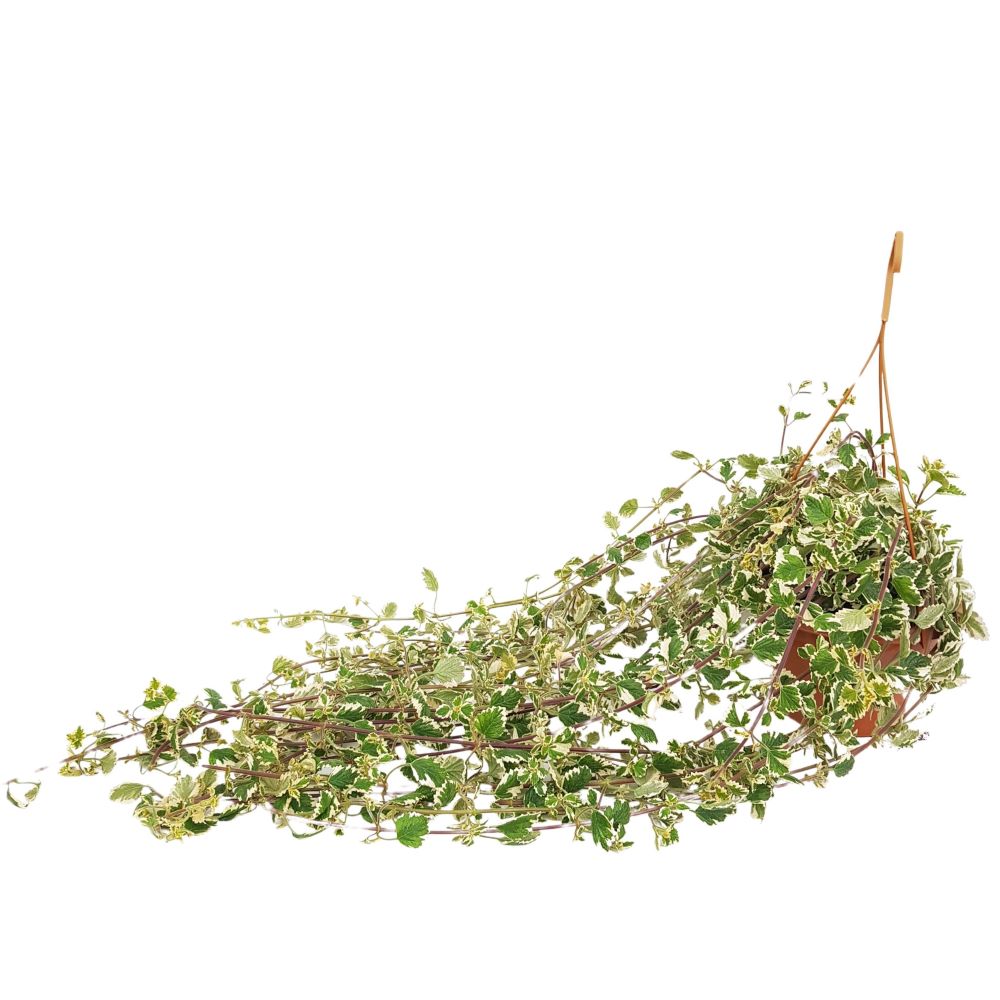 Țânțărică - Plectranthus bol Țânțărică - Plectranthus bol