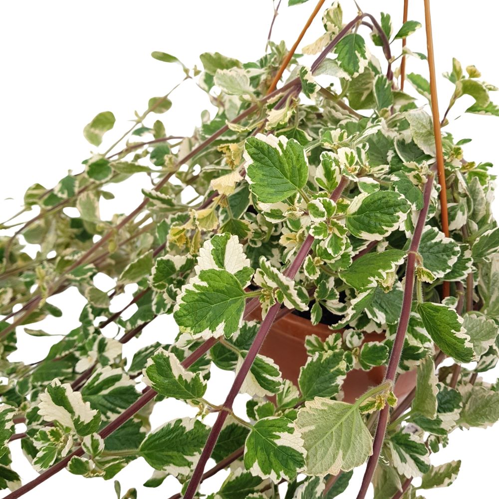 Țânțărică - Plectranthus bol Țânțărică - Plectranthus bol