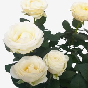 Trandafiri - rosa amorosa