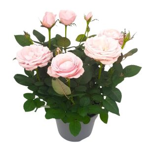 Trandafiri - rosa amorosa