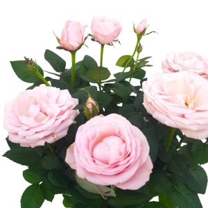 Trandafiri - rosa amorosa