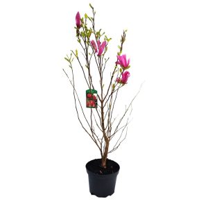 Magnolia Susan