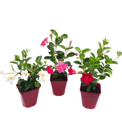 Dipladenia