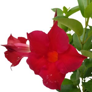 Dipladenia