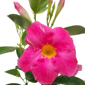 Dipladenia
