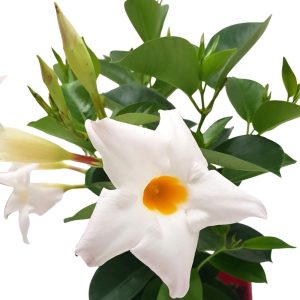 Dipladenia
