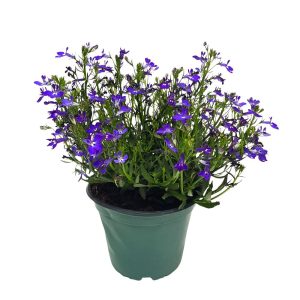 Lobelia