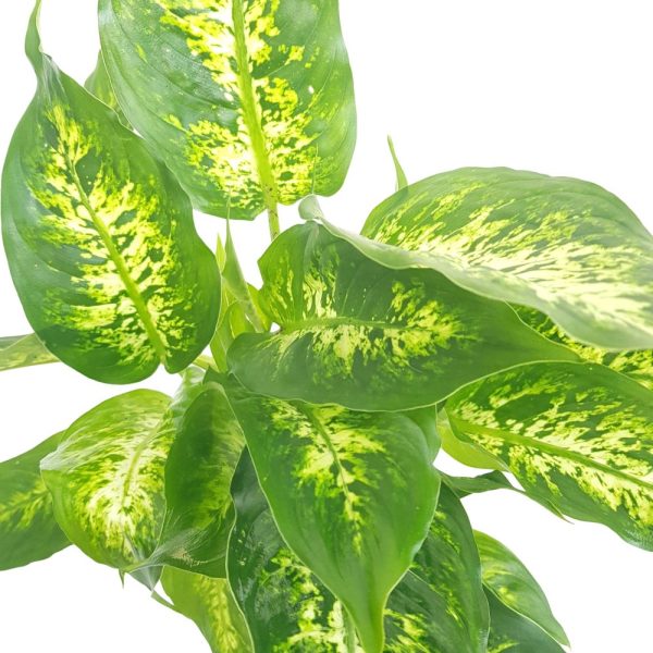 Dieffenbachia Camilla