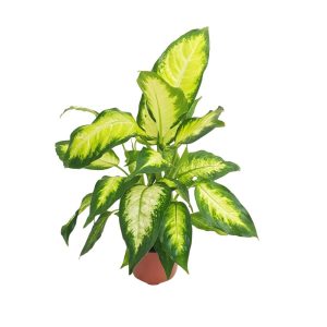 Dieffenbachia Camilla