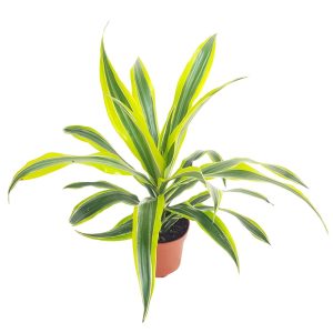 Dracaena Lemon Lime
