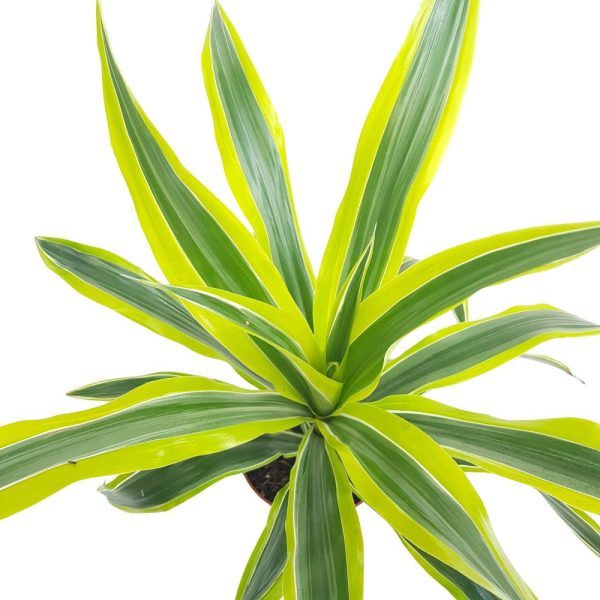 Dracaena Lemon Lime