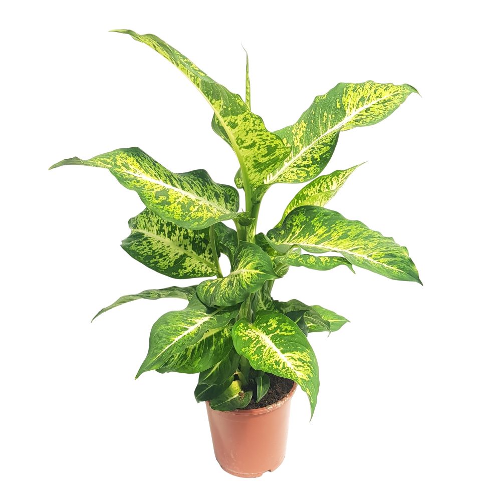 Dieffenbachia Maxi