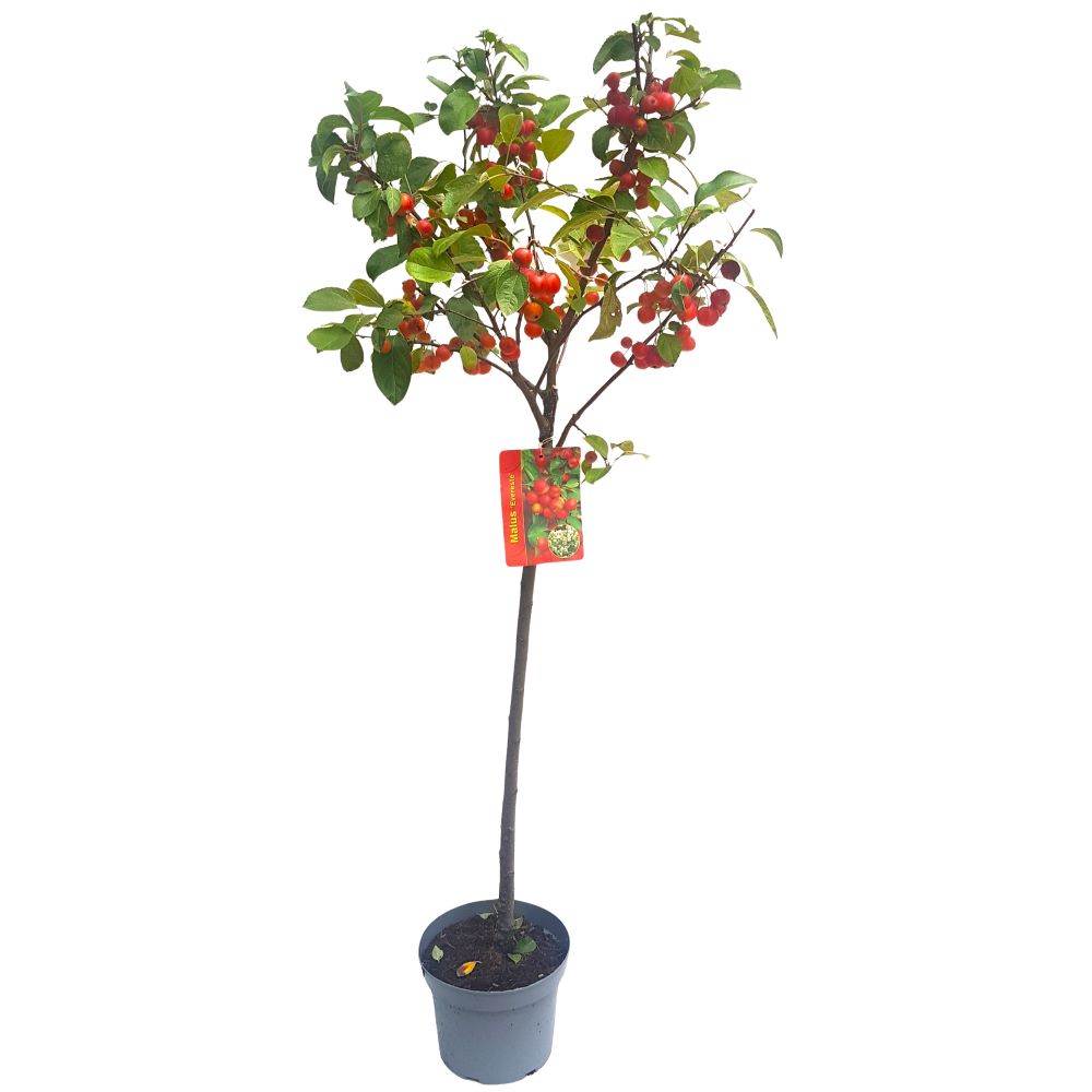 Malus Evereste