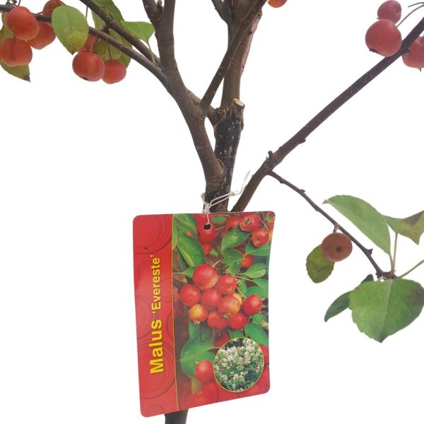 Malus Evereste - imagine 2