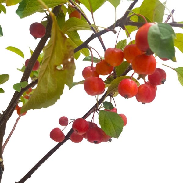 Malus Evereste