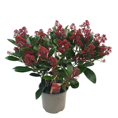 Skimmia Japonica Rubella, arbust cu muguri decorativi