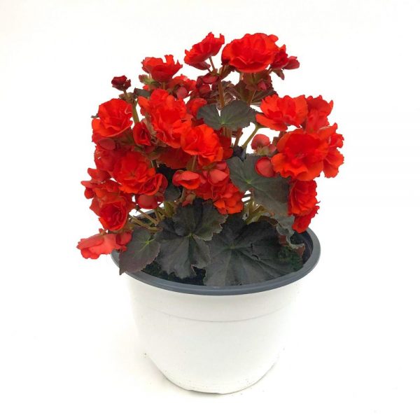 Begonia exterior in bol