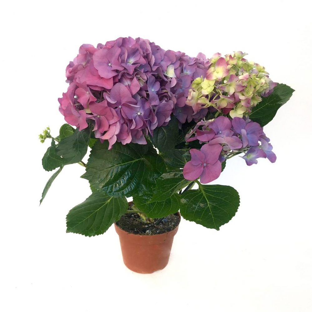 Hortensia ghiveci D12 cm Hortensia ghiveci D12 cm