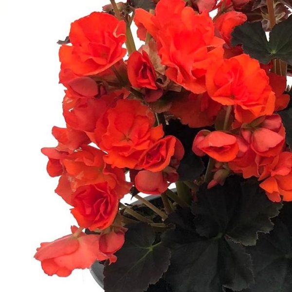 Begonia exterior in bol - imagine 2