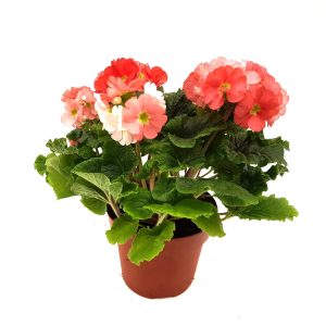 Ghiveci Santino Arte - rosu-alb 2 litri (16.5cm) - imagine 5