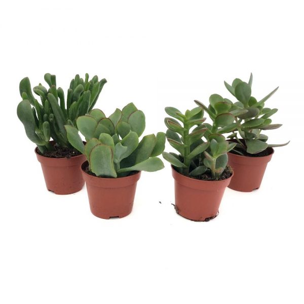 Crassula mini - diverse sortimente