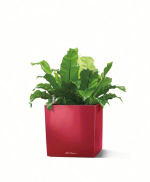 Lechuza Cube Premium - All in One Set - Alb 40 cm - imagine 3