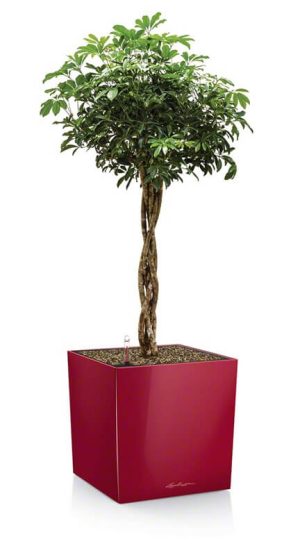 Lechuza Cube Premium - All in One Set - Alb 40 cm - imagine 6