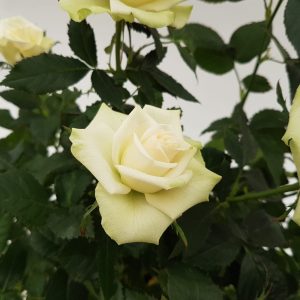 Rosa kordana - Trandafir la ghiveci - imagine 5