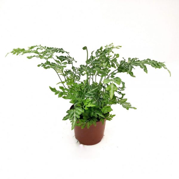Feriga - Pteris ﻿﻿Evergemiensis