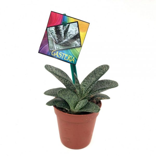 Gasteria mini