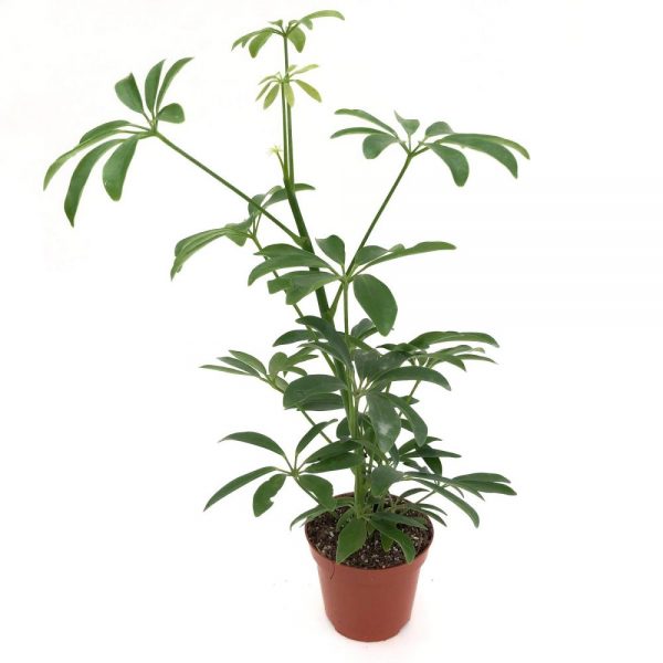 Schefflera mini
