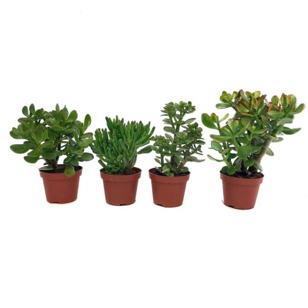 Crassula - diverse sortimente - imagine 1