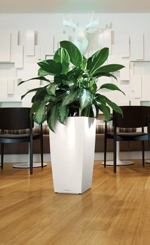 Lechuza Cubico Premium - All in One Set - Antracit 40 cm - imagine 15