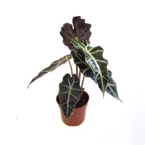 Alocasia Polly - Urechea elefantului
