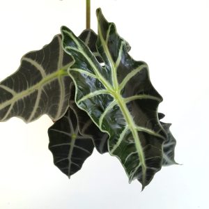 Alocasia Polly - Urechea elefantului - imagine 2