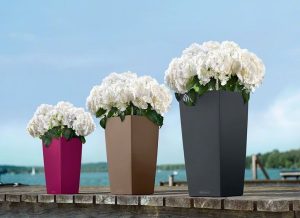 Lechuza Cubico Color - All in One Set - Nucsoara 22 cm - imagine 3